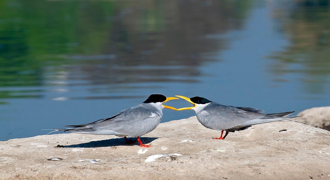 Indian river terns greeting