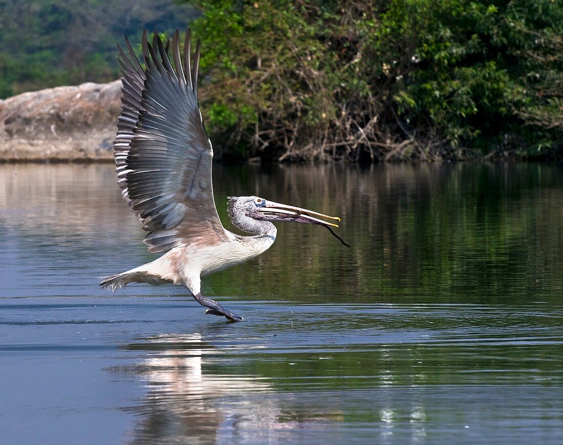 Spot-billed pelican taking off