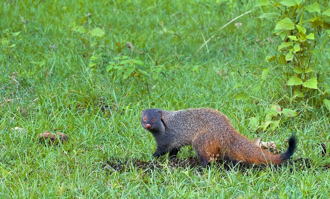 Stripe-necked mongoose