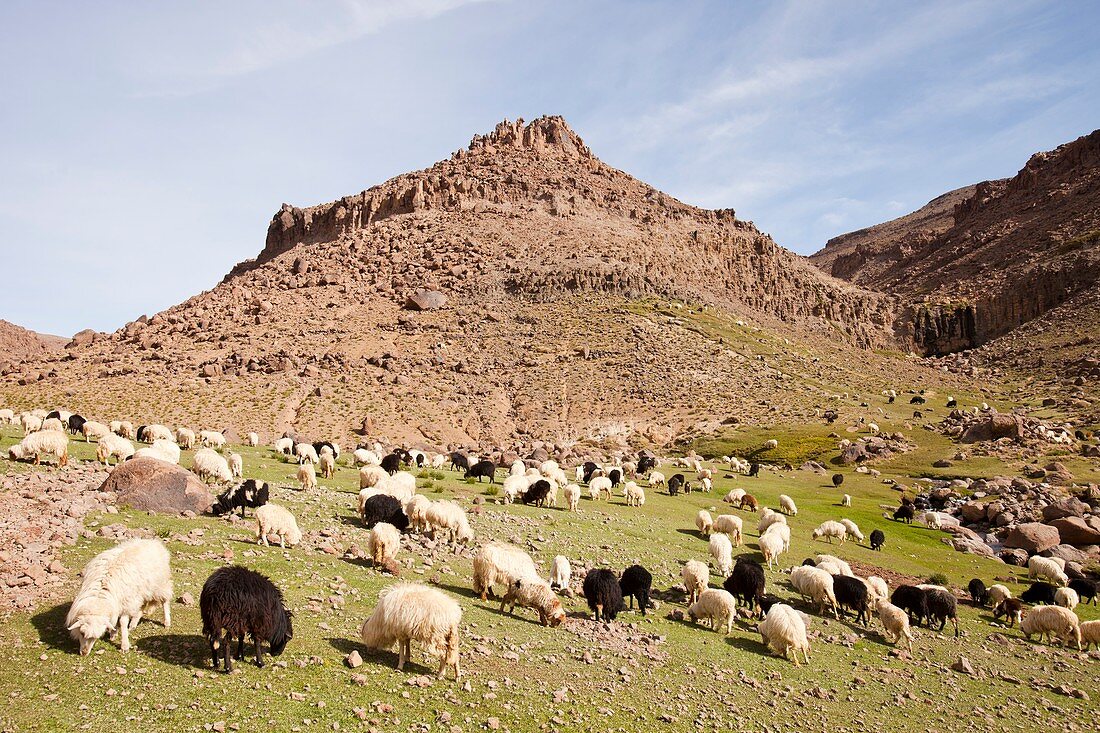 Berber flock of sheep and goats