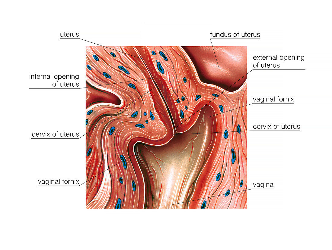 Cervix,illustration