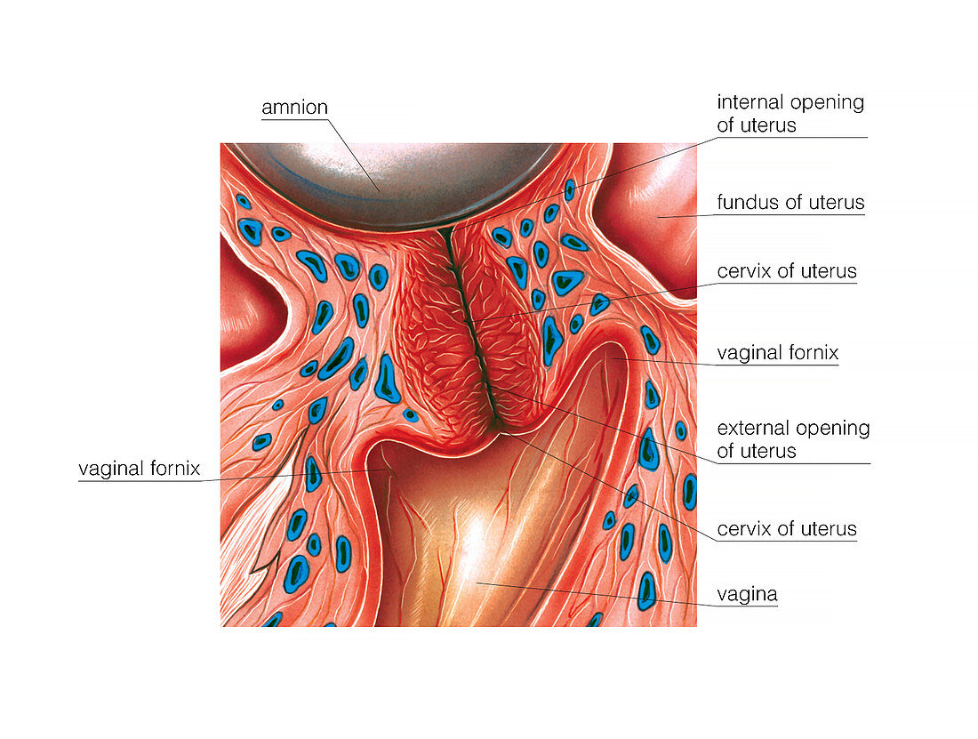 Cervix in pregnancy,illustration