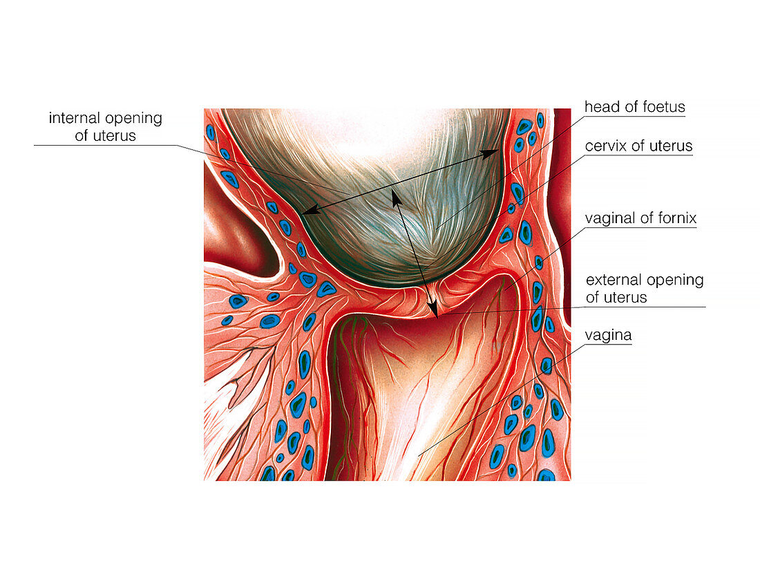 Cervix in pregnancy,illustration