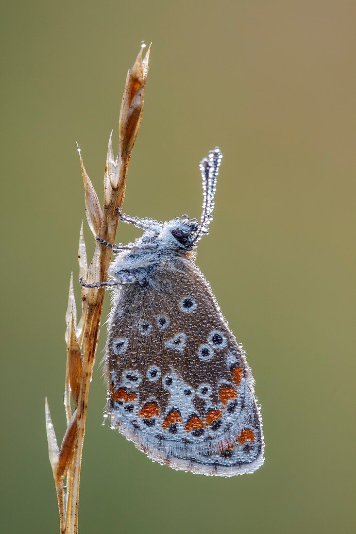 Brown Argus Butterfly
