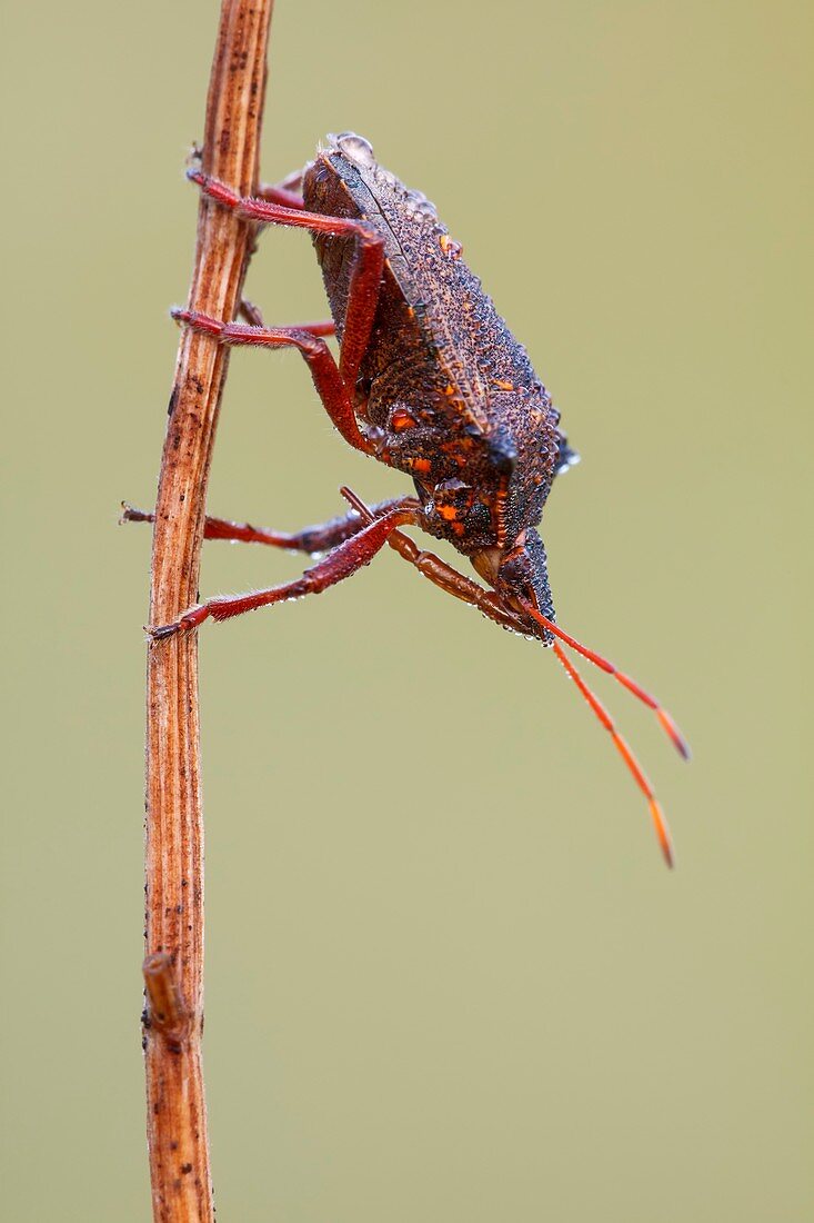 Spiny Shieldbug