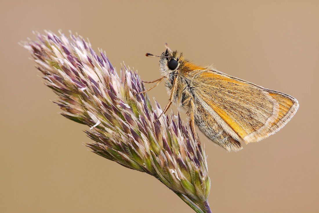 Small Skipper Butterfly