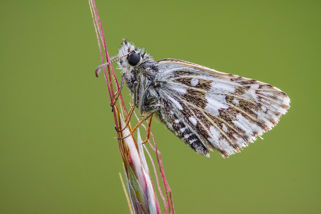 Grizzled Skipper Butterfly