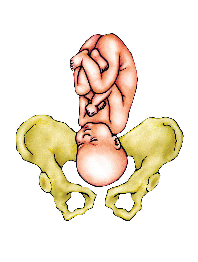 Full term foetus,illustration
