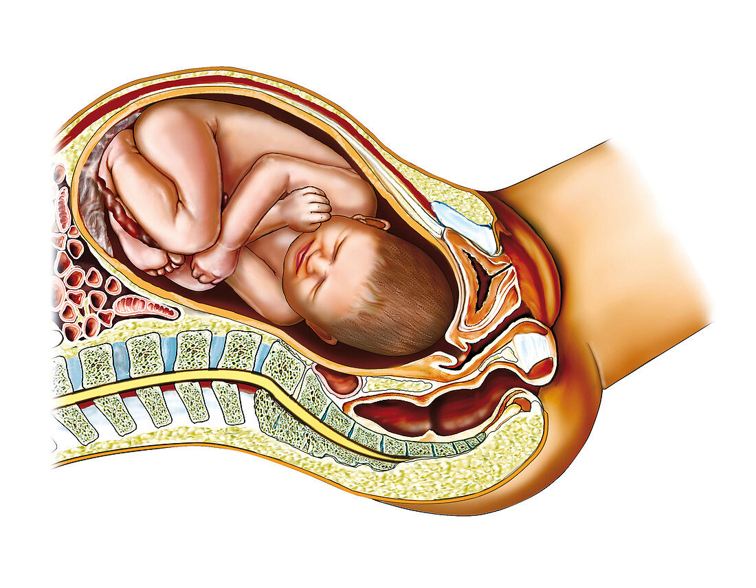Childbirth,illustration