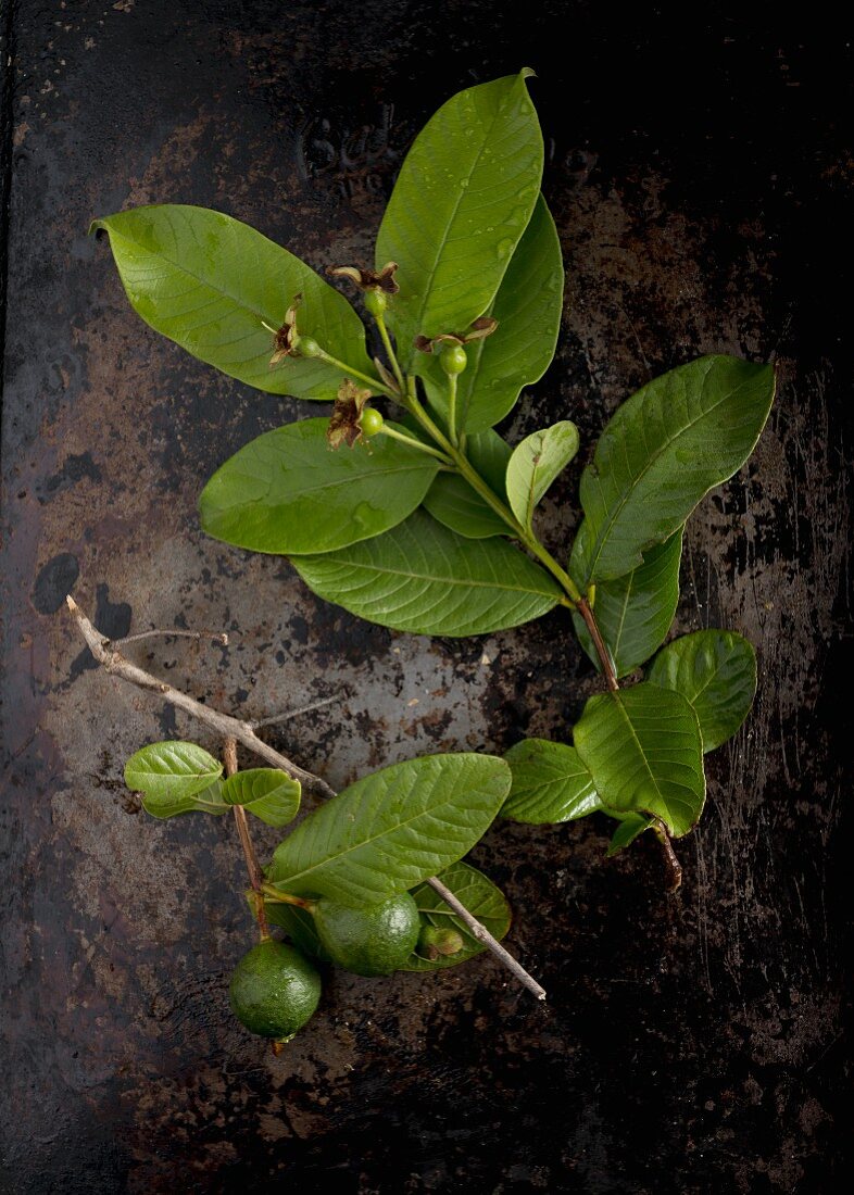 Sprigs of guava leaves