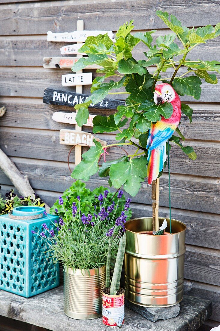 Lavender and small tree planted in tin cans and ceramic candle lantern on wooden bench against wooden wall