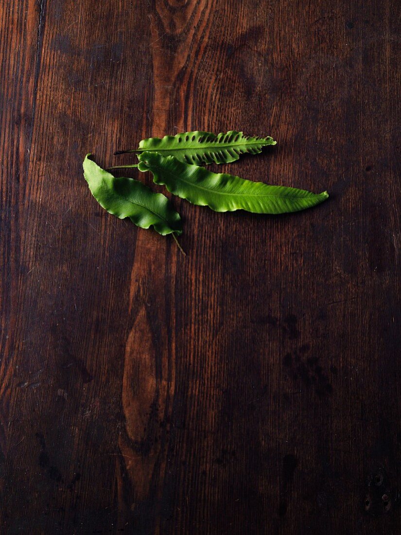 Hart's-tongue fern on a wooden surface