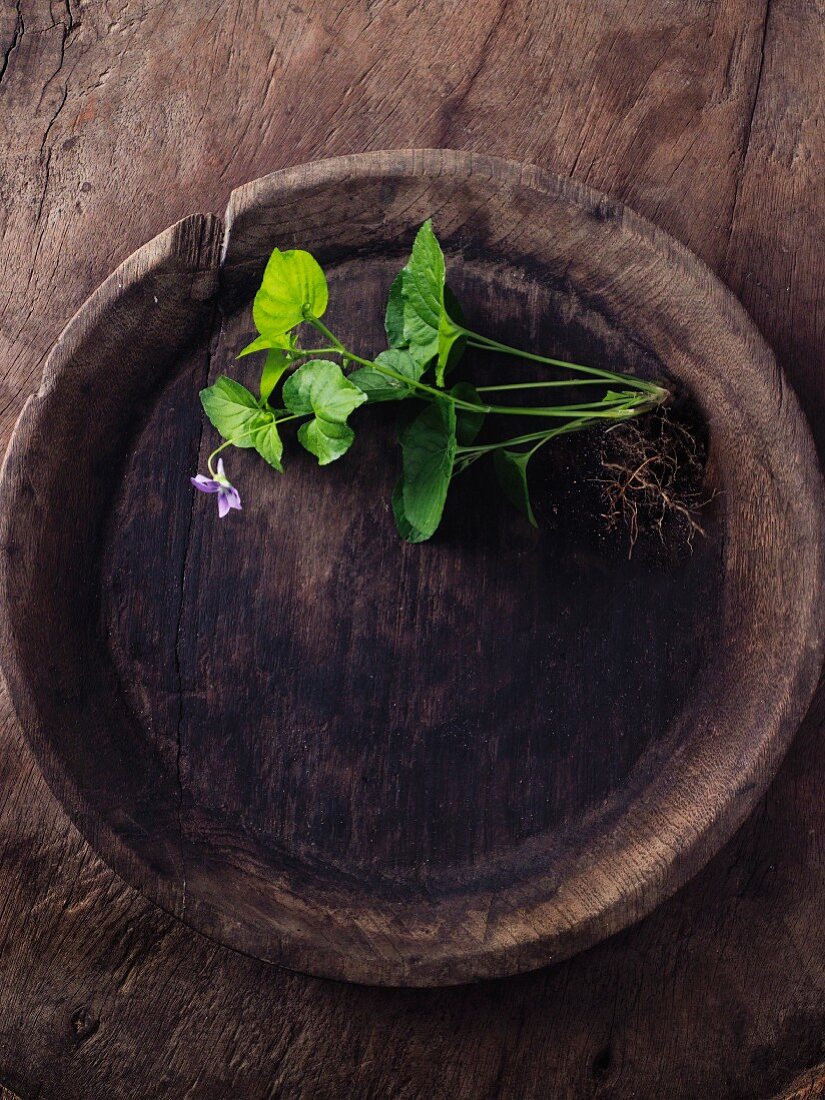 Scented violets in a wooden bowl
