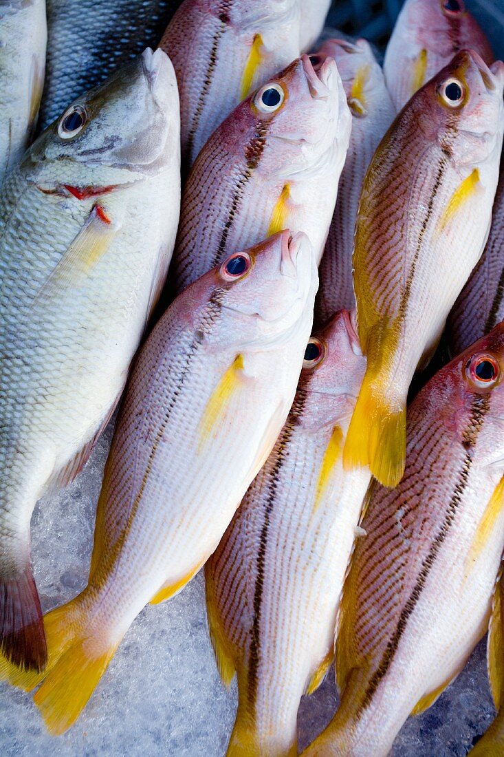 Fresh sea fish on ice