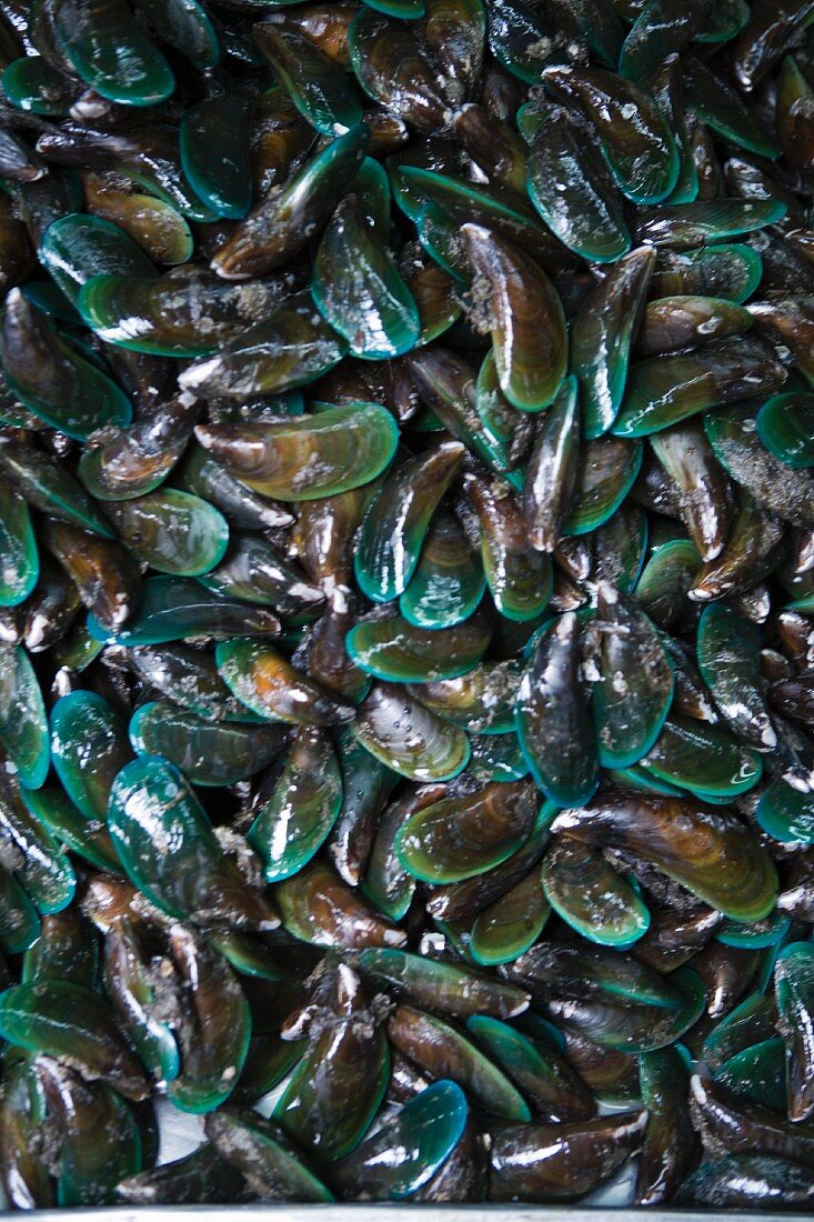 Green lipped mussels (full frame)