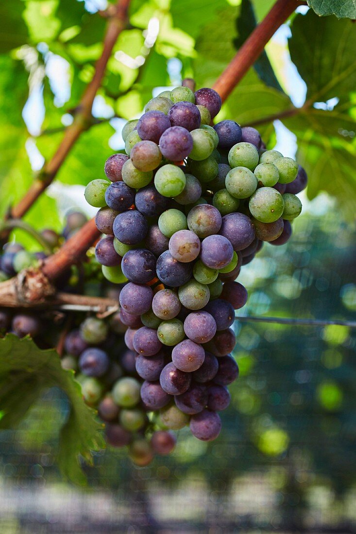 Grapes changing colour on a vine