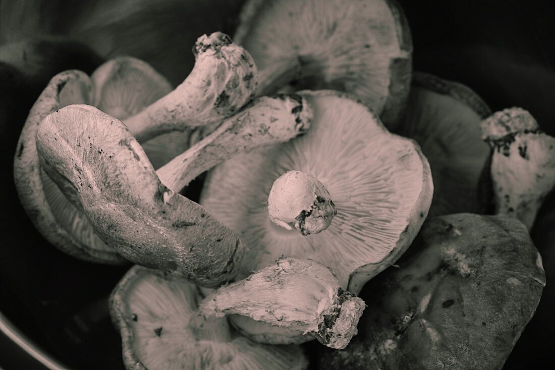 Frische Shiitake-Pilze (Schwarz-Weiß-Aufnahme)