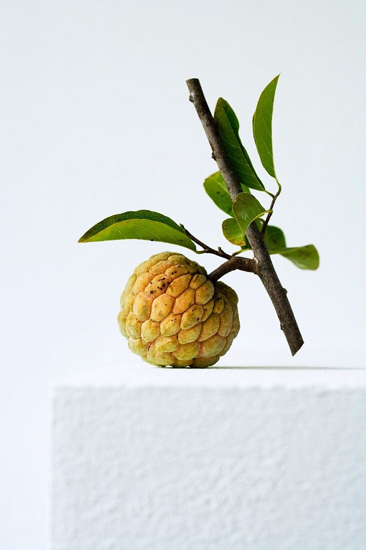 A cherimoya wwith a sprig and leaves