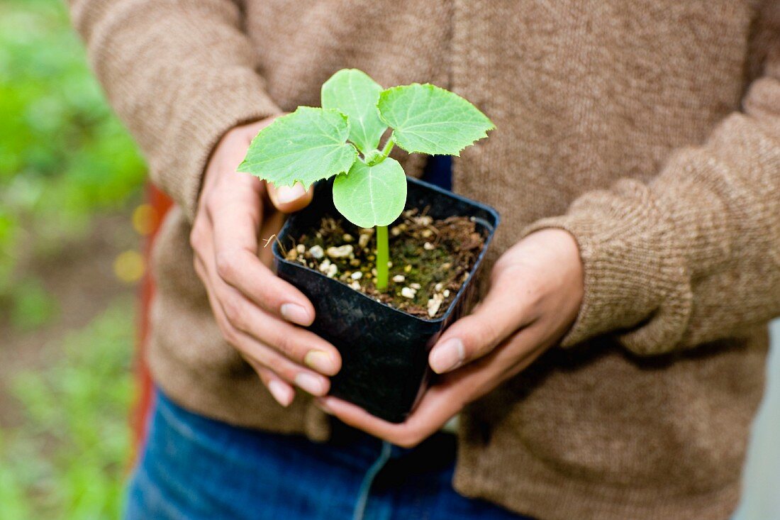 A person holding a young plant in a pot