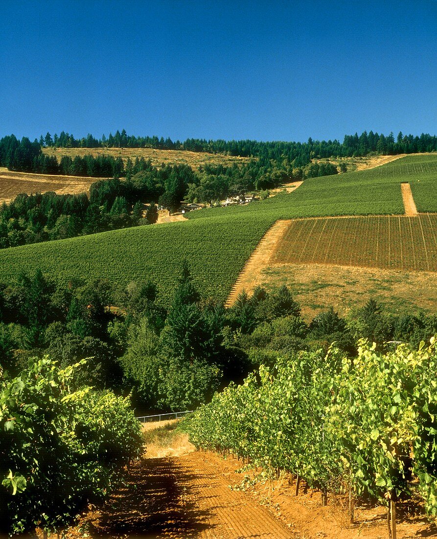 Weingut Knudsen-Erath in den Red Hills nahe Dundee,Oregon,USA