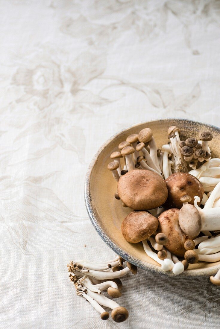 Various fresh mushrooms on plate