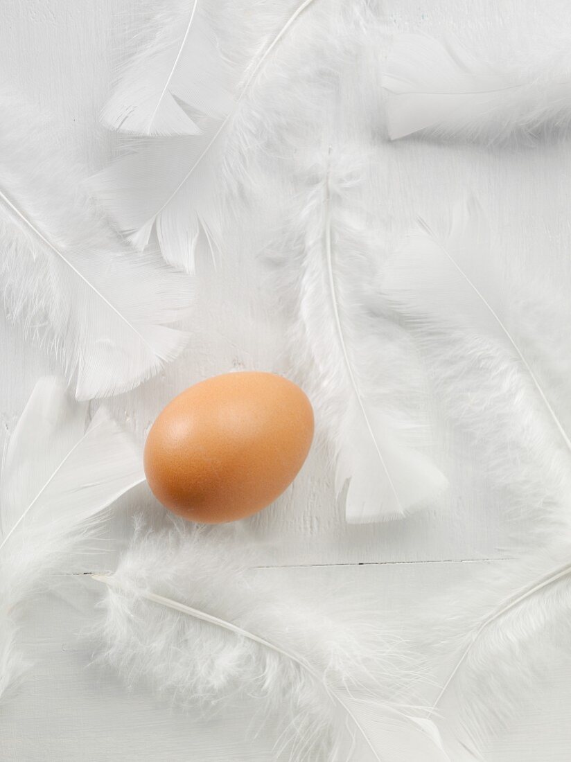 A chicken's egg and feathers