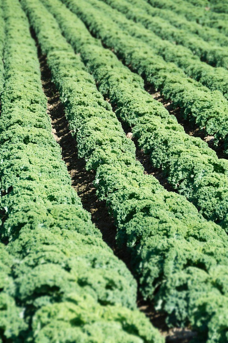 A large field of kale