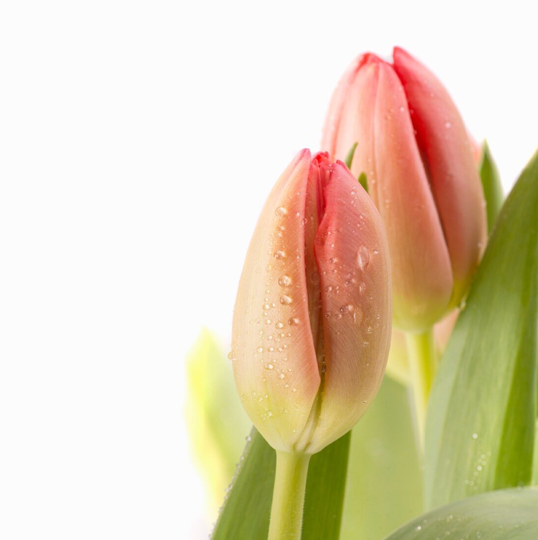 Pink tulips