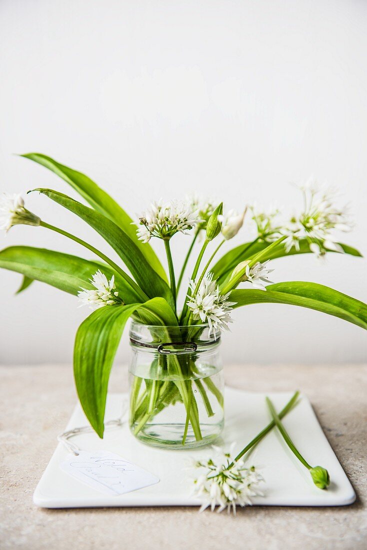 Fresh wild garlic with flowers in a glass of water