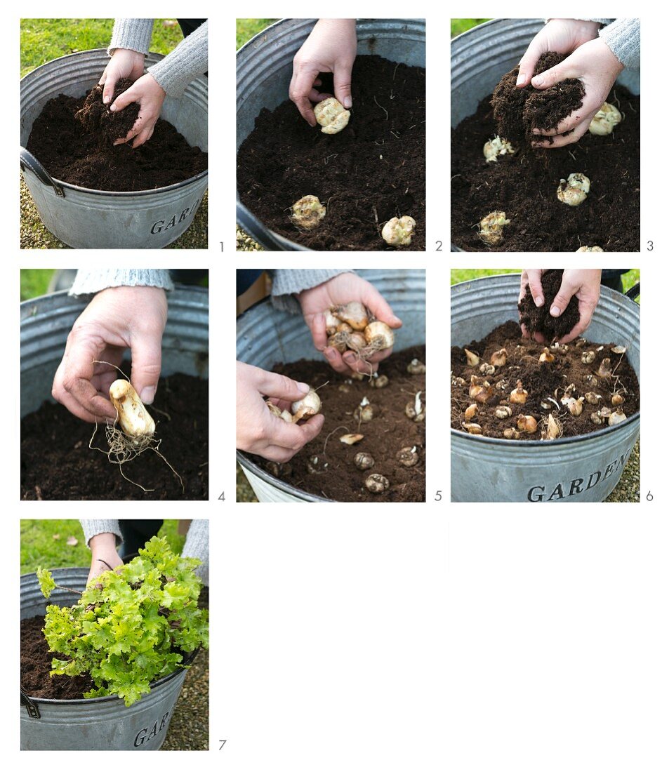 Instructions for planting bulbs in a zinc tub