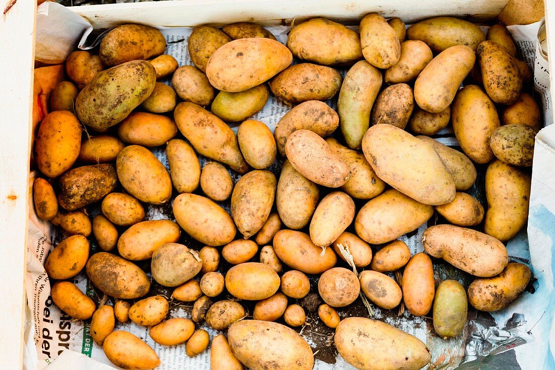 Freshly harvested potatoes from a garden