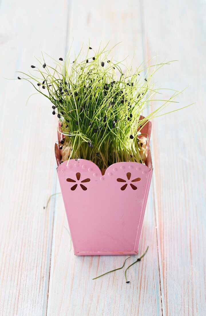 Beans sprouts growing in a metal pot