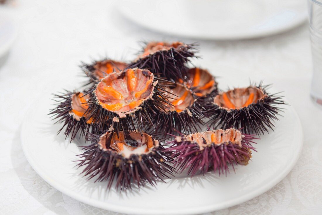 Sea urchins on a plate