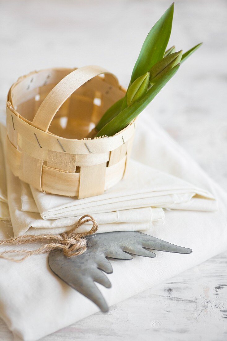 Tulips bulbs in chip-wood basket on stack of napkins