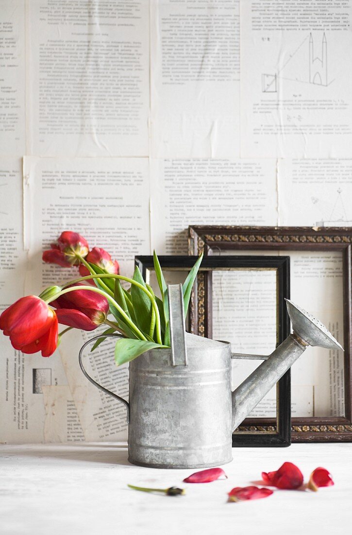 Red tulips in watering can in front of picture frames and wall papered with book pages