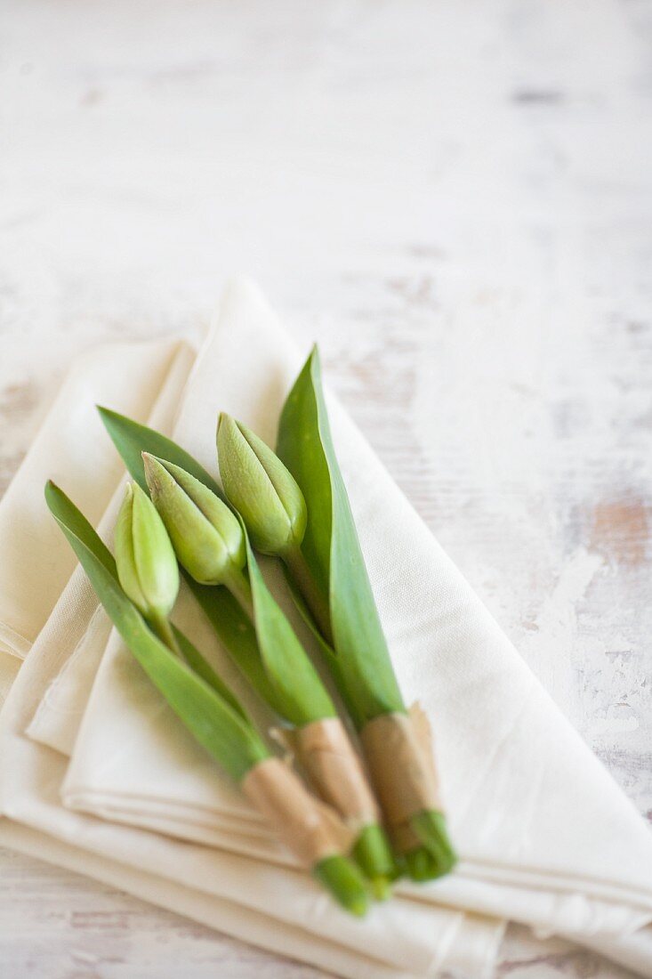 Tulpenknospen im Blatt mit Klebeband umwickelt auf Servietten