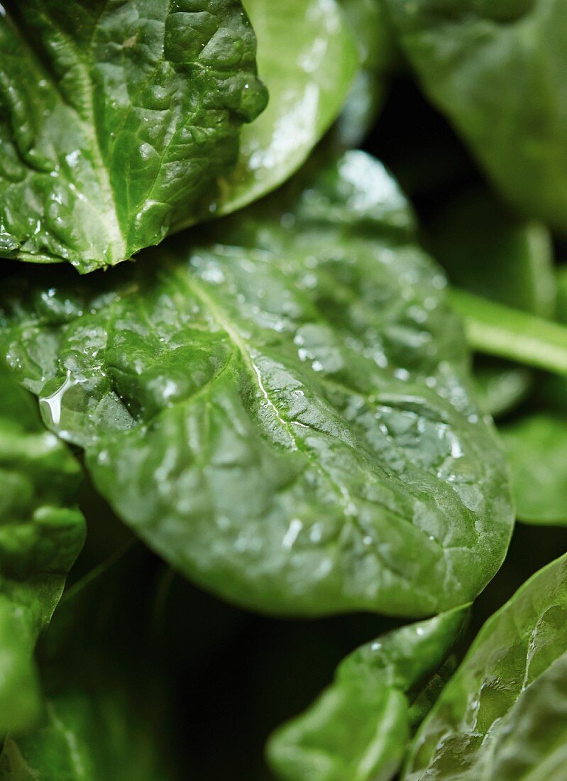 Fresh spinach leaves (close up)