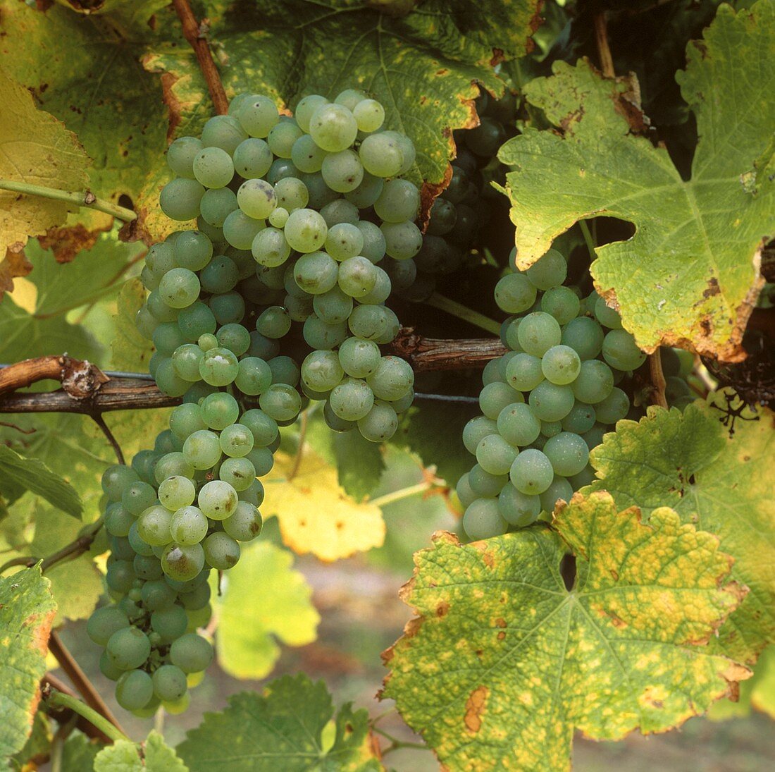 Sauvignon Blanc - in nahezu allen Weinanbauländern verbreitet