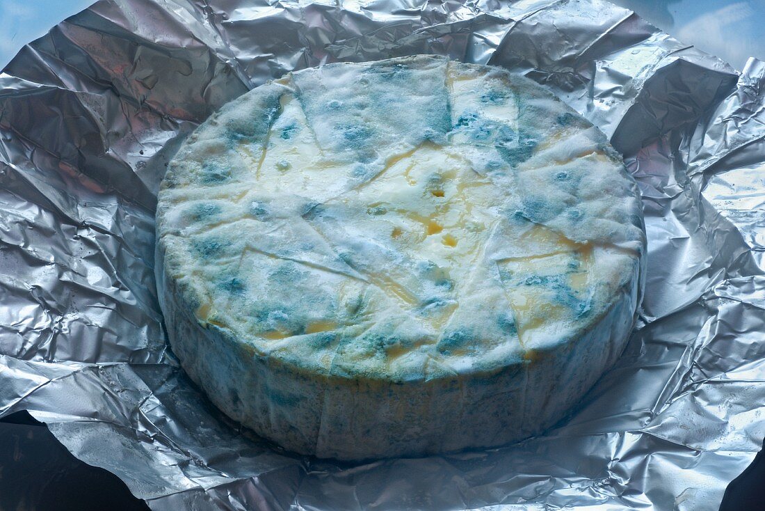 Blue cheese with penicillium
