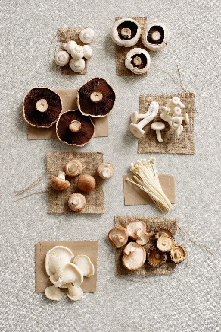 Verschiedene Pilzsorten