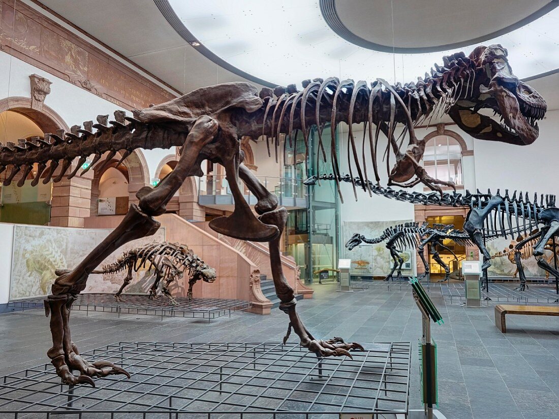 Senckenbergmuseum: Skelett des Tyrannosaurus rex, Frankfurt am Main