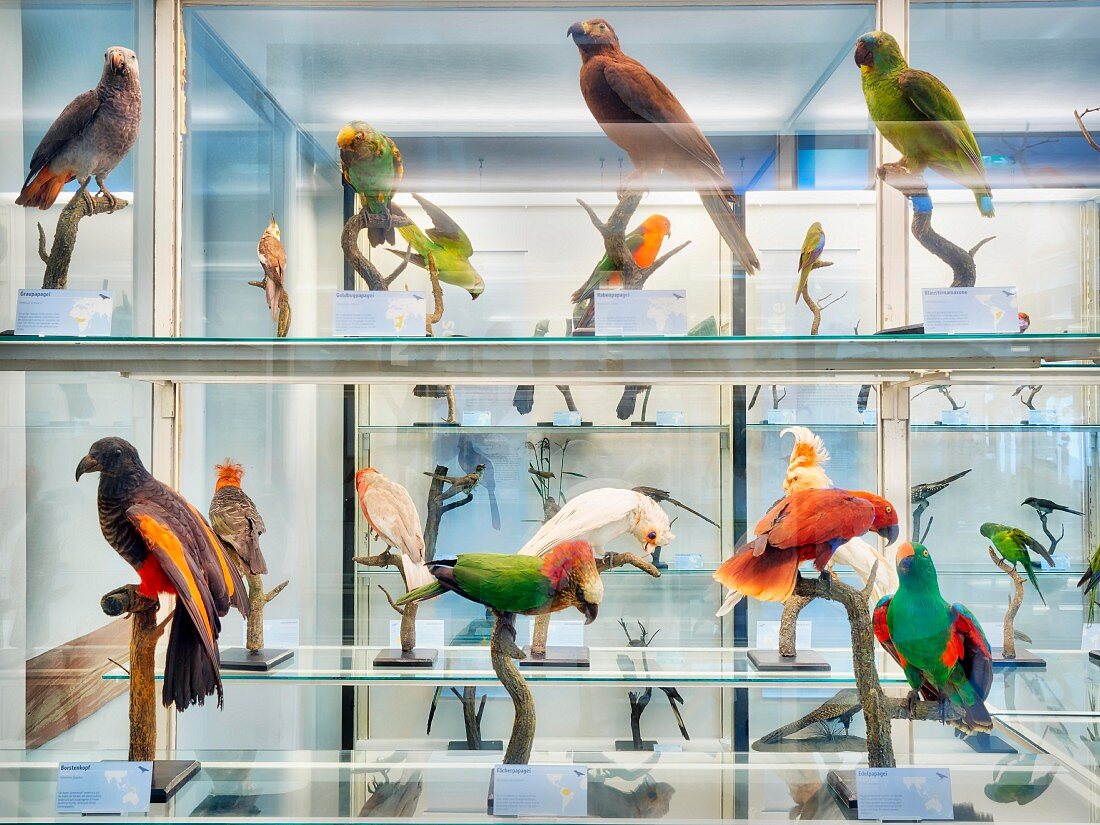 Senckenbergmuseum: ausgestopfte Vögel, Frankfurt am Main