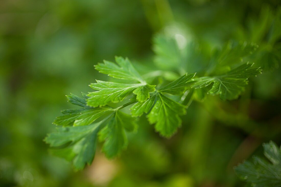 Frische Petersilie im Garten (Close up)