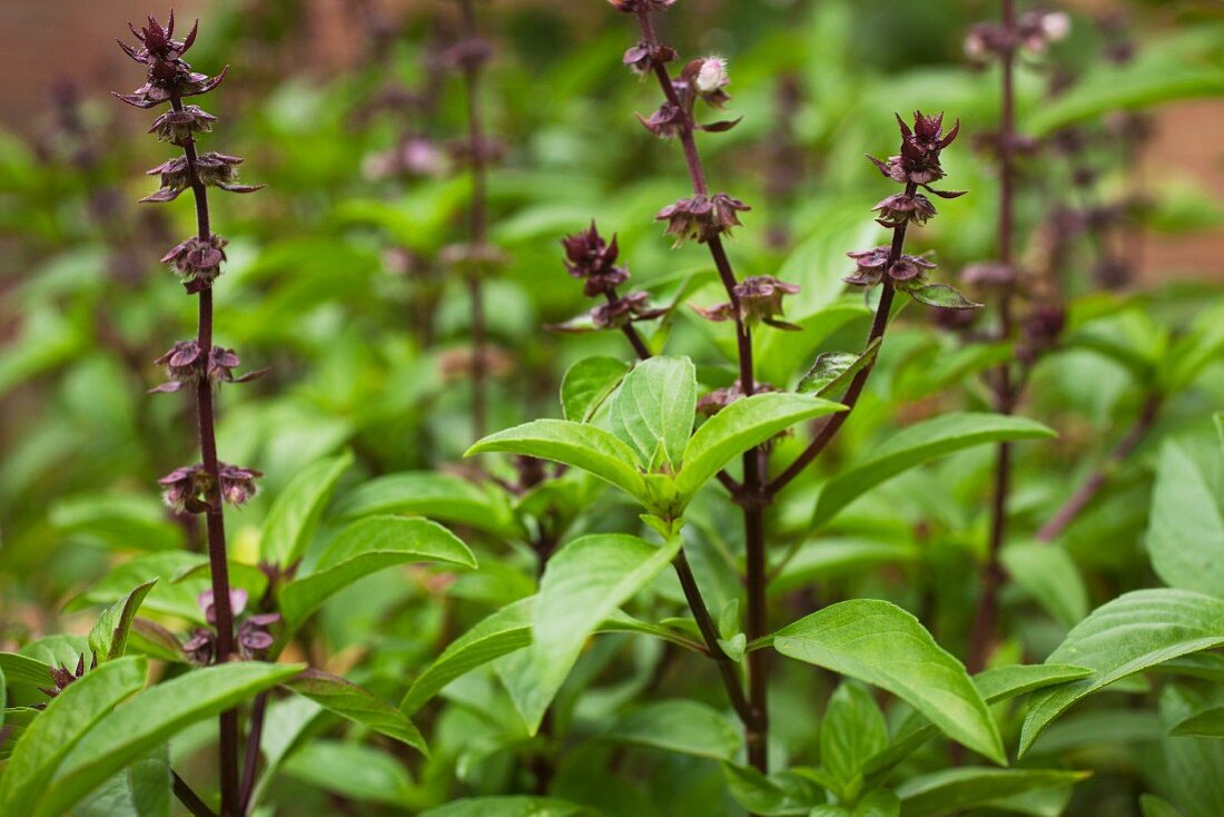 Thai basil in a garden