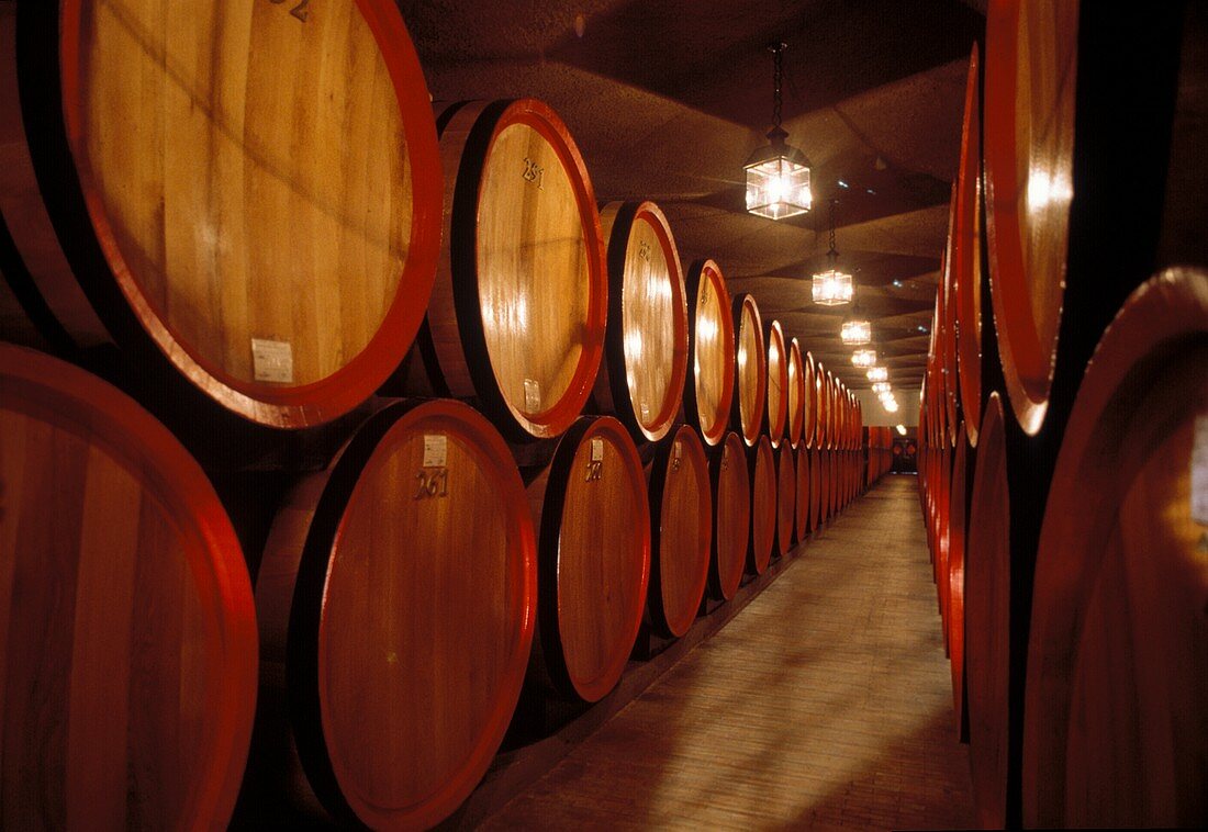 Grappa (marc brandy) maturing in barrels, Bassano, Vicenza