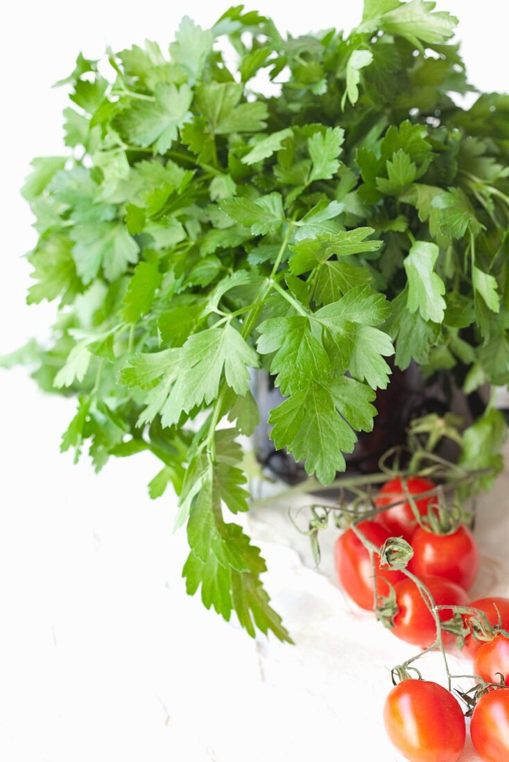 Flat leaf parsley in a pot with a vine of cocktail tomatoes in front