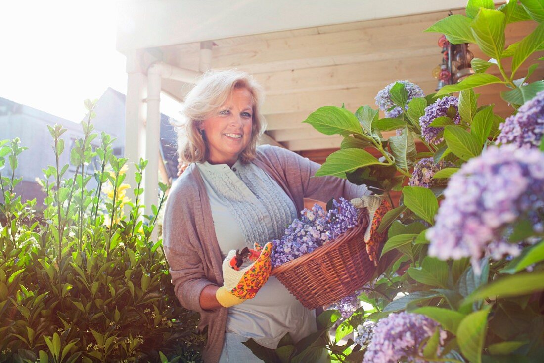 Frau schneidet Hortensienblüten mit Gartensschere