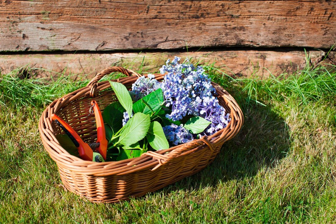 Blaue Hortensienblüten mit Gartenschere in Weidenkorb auf Wiese