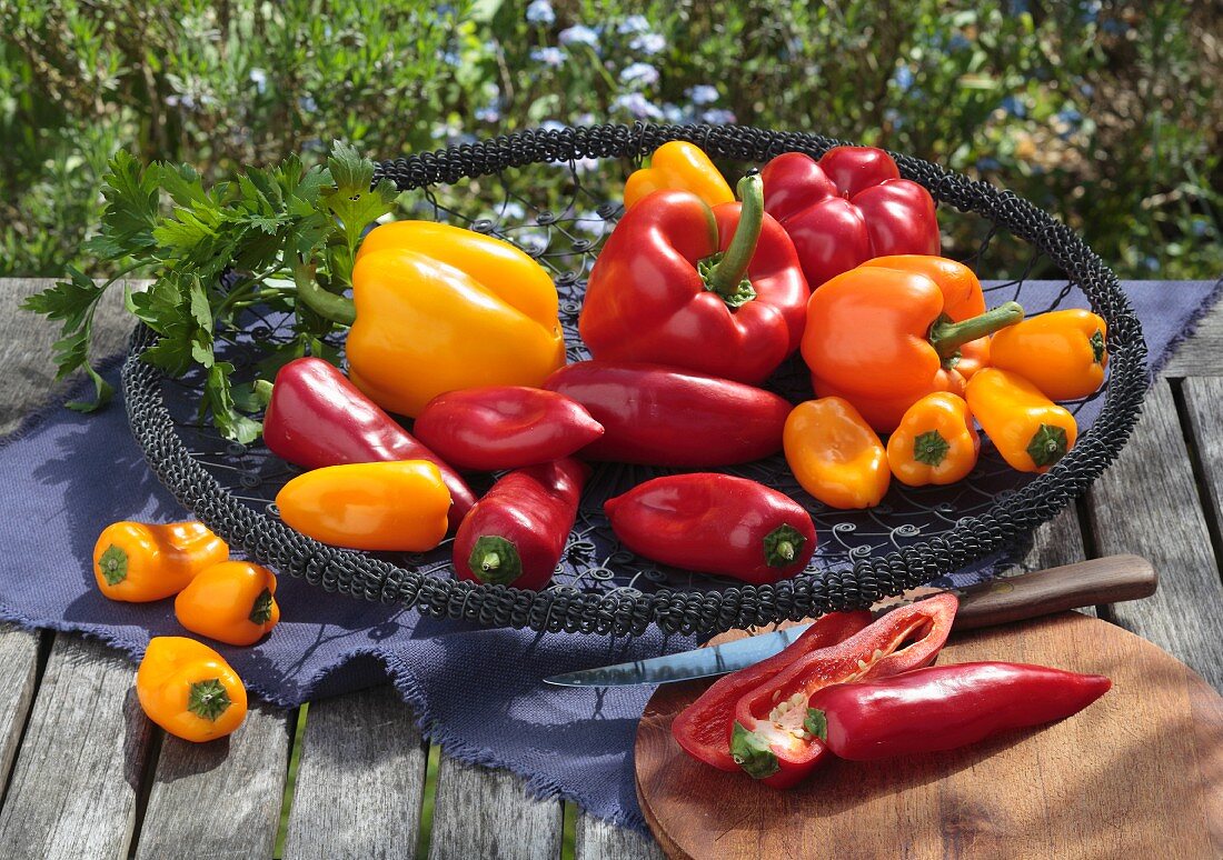 Red and yellow peppers in a wire basket on a garden table