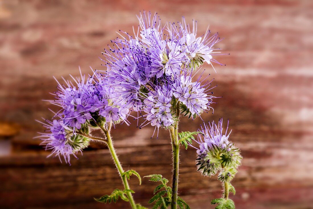 Flowering phacelia